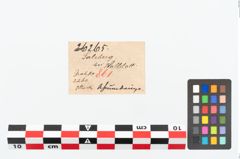 Etikett zu Bronzespiralröhrchen (NHMW-PRAE-026265)